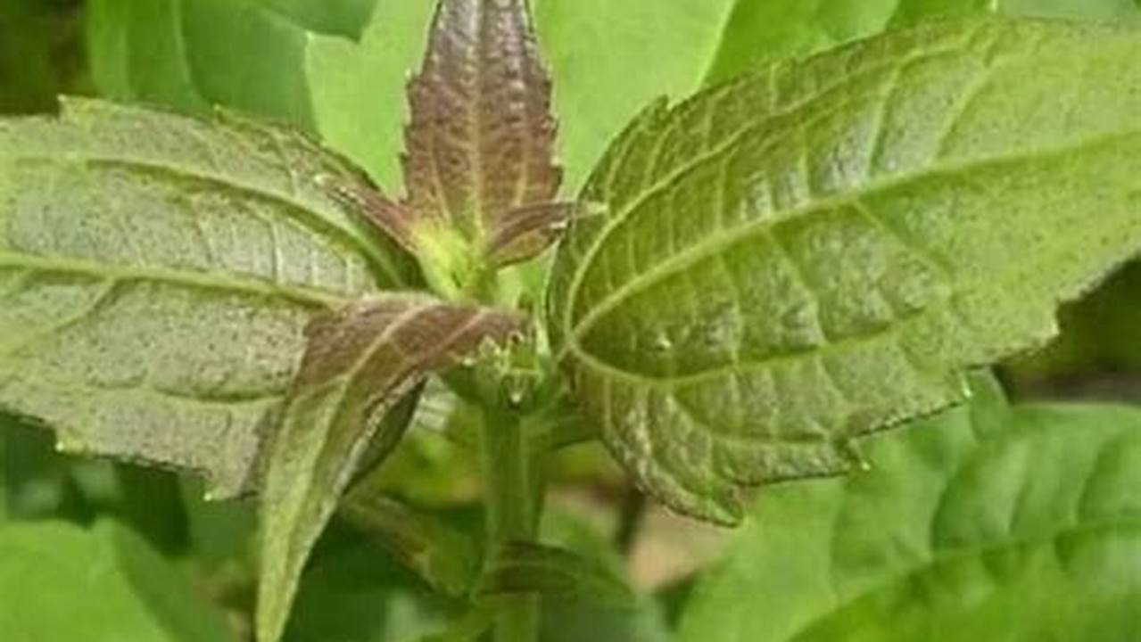 Manfaat Daun Babadotan yang Harus Anda Ketahui